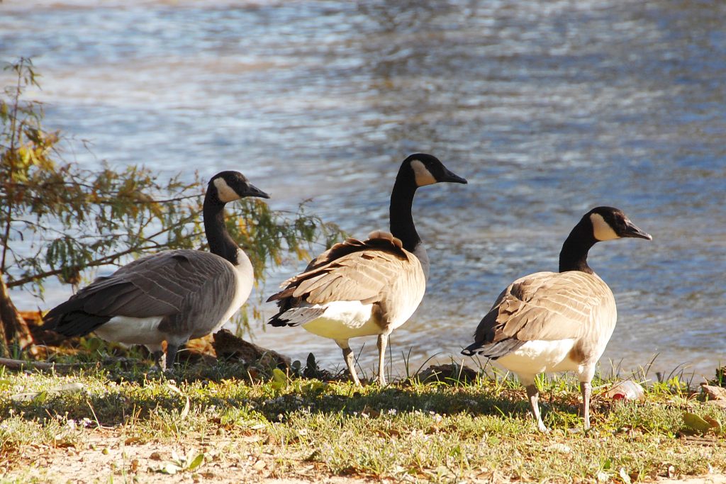 the bank lake arthur